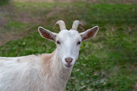 Image result for Goat Cheese Making Process