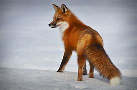fox 的图像结果