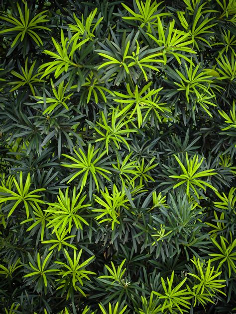 Maki Podocarpus Bushes For Sale | The Tree Center