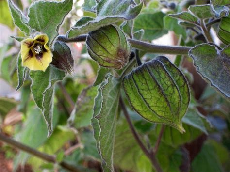Ground cherry thrives in Bay Area gardens