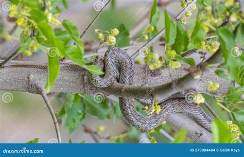 The Black Whip Snake (Dolichophis Jugularis) Stock Photo - Image of ...