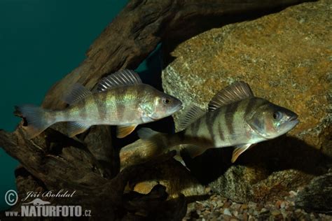 1 KG Perch fast food fish 🎣 Kilon ahven pikaruoka 🛥️ Flussbarsch | Perca fluviatilis Речной ...