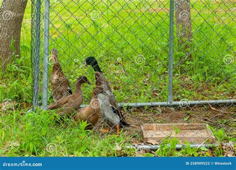Closeup of Cute Wild Ducks Wading in a Metal Cage in a Field Stock ...