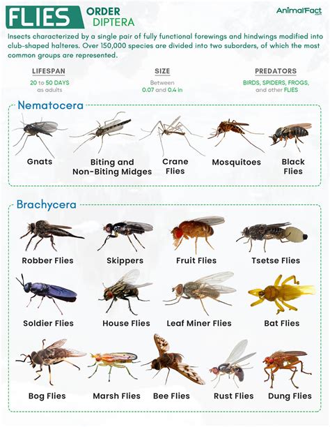 Fly - Types, Anatomy, Lifespan, Life Cycle, Predators, & Pictures