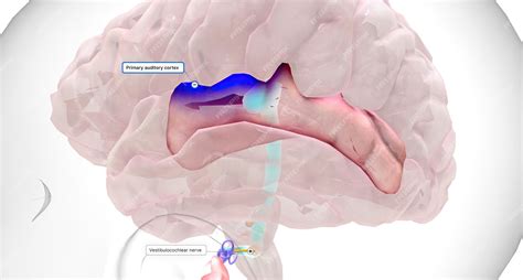 Primary Auditory Cortex