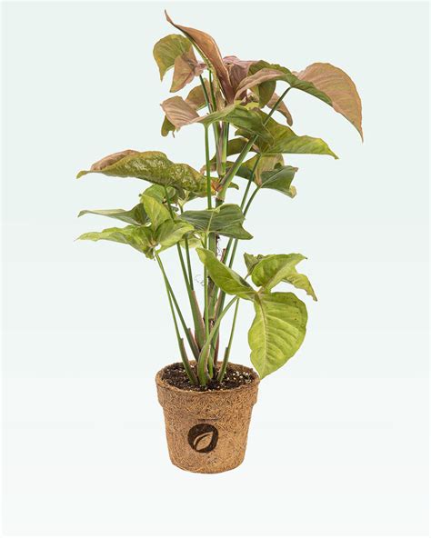 Syngonium Pink