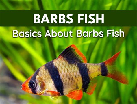"Barbs 101 | A Comprehensive Guide to Barbs Fish Care and Aquarium ...