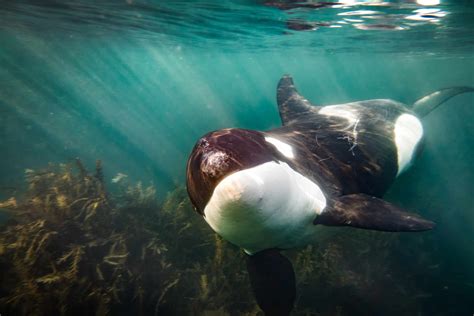 Swimming With Killer Whales In The Wild - where to see orcas in the wild