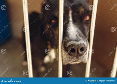 Cute Pitbul Dog In Shelter Cage With Sad Crying Eyes And Pointing Nose ...