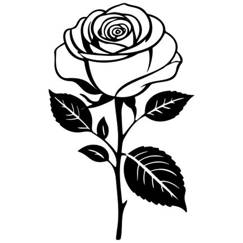 Realistic rose hand drawn line transparent Vector Image