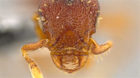 Jack Longino, 'The Astonishing Ant Man,' Finds 33 New Species : NPR