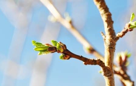 Premature bud breaking – GKToday