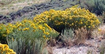 Image result for Alien Invasive Plants Wattle