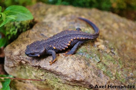 Species New to Science: [Herpetology • 2023] Echinotriton raffaellii ...