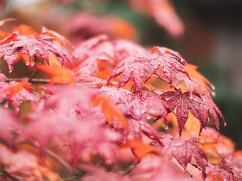 Download Maples Leaves After Rain Wallpaper | Wallpapers.com