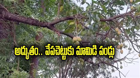 Madhya Pradesh Minister,Mangoes On Neem Tree: మంత్రి ఇంట్లో ఇదెక్కడి ...