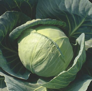 Royal Ball - Variety Cabbage | Syngenta