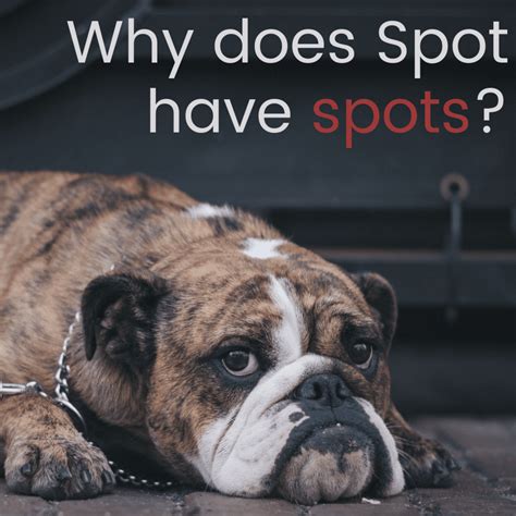 Why Does My Dog Have Low Platelets