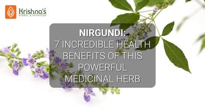 Nirgundi - 7 Incredible Health Benefits – Krishna's Herbal & Ayurveda