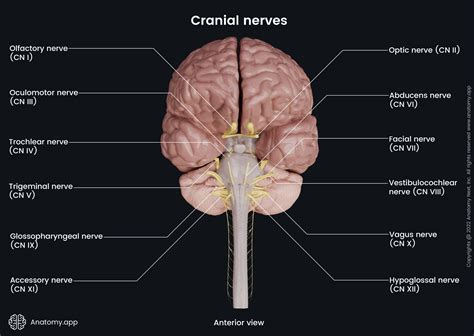 Cranial Nerve Segmentation Of The Nerves. 3D Reconstruction Of The 12