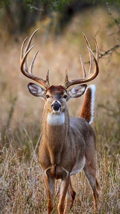 Pin by steven Tipps on Tipps Ranch bucks | Whitetail deer pictures ...
