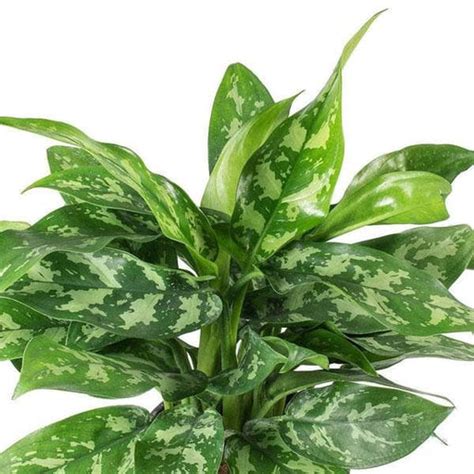 Buy Aglaonema Plants online from Nurserylive at lowest price.