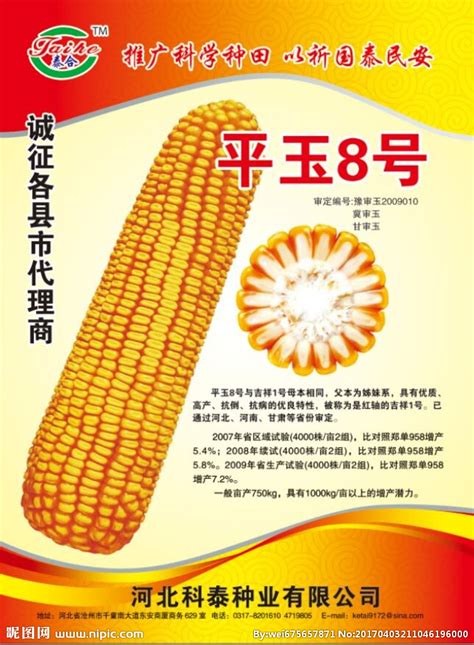 玉米种子宣传单设计图__海报设计_广告设计_设计图库_昵图网nipic.com