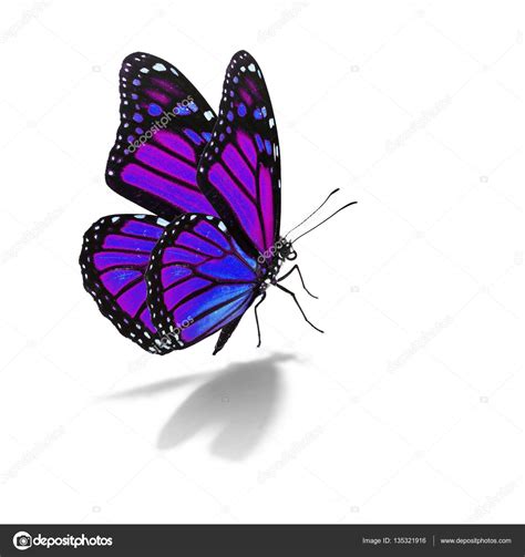 Purple and blue monarch butterfly — Stock Photo © thawats #135321916