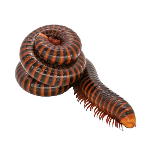 Giant Millipede Pet African Train Millipede For Sale