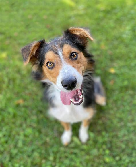 CORTLAND COUNTY SPCA - Cortland NY - Hours, Directions, Reviews ...