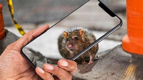 This app shows you where the rats are in NYC's subway stations