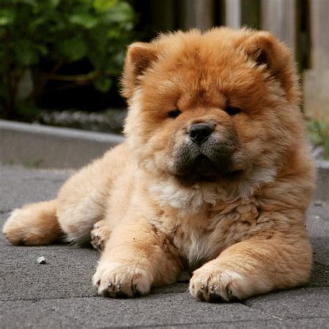 chow chow 🐾 | Cute puppies, Animals, Cute animals