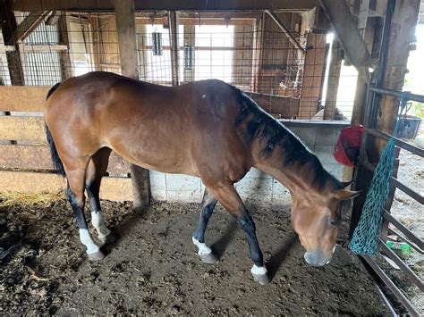 RLT Angel - 23 year old Quarter Horse Mare - Waverly Sales