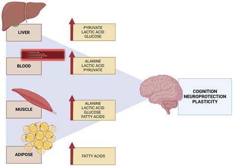 Impact of Physical Activity on Cellular Metabolism Across Both ...