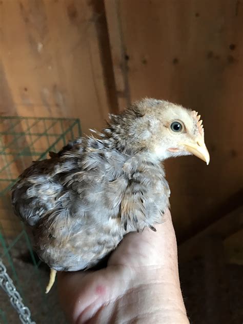 Four week old Bielefelder cockerel, for comb and wattle reference for ...