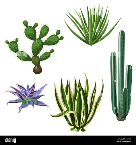 Desert Biome Plants