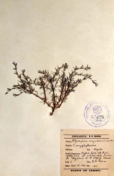 polycarpeae_corymbosa
