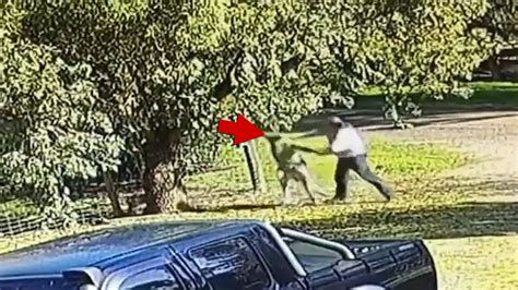 Australian Man Fights Kangaroo After Animal Chases and Knocks Him Down