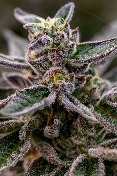 Huge+Oiled+Breasts Photos, Download The BEST Free Huge+Oiled+Breasts ...