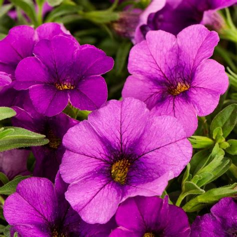 Lowe's Multicolor Calibrachoa in 1.56-Pint Pot at Lowes.com