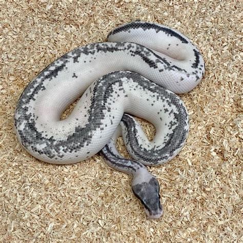 Image result for Green Ball Python