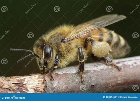 European Honey Bee Apis Mellifera Stock Image - Image of european ...