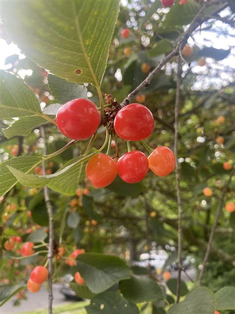 In South NJ, wondering what this is and if they're edible : r/whatsthisplant