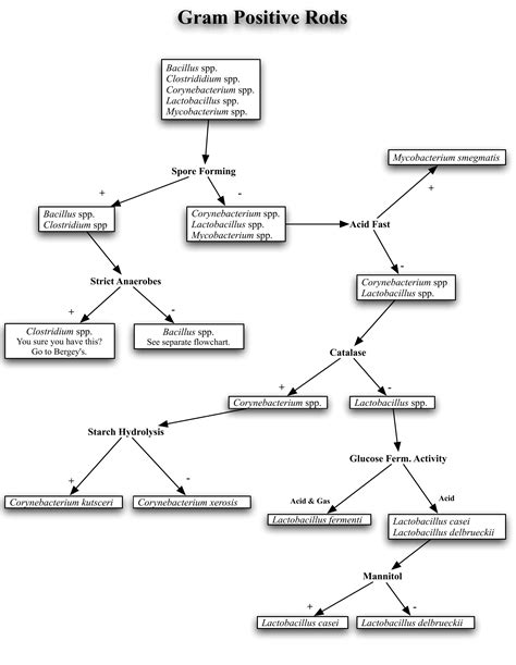 Gram positive rods id flowchart