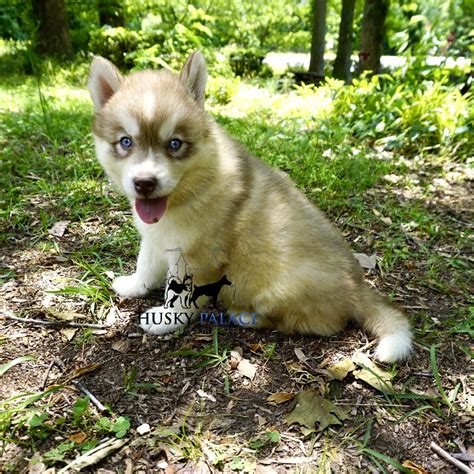 Red Husky Puppy For Sale - AKC Breeders| Husky Palace