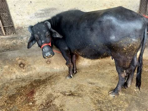 Murrah Buffalo - Black Murrah Buffalo Heifer 6 Month Pregnant ...