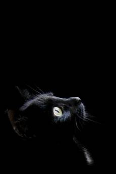 Black Cat Wallpaper Iphone by Nature Wallpapers For Your Iphones Black Cat Wallpaper Iphone