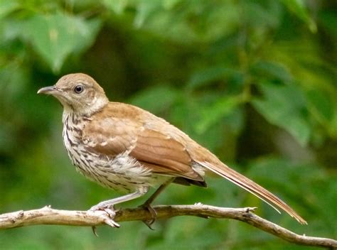 What is the State Bird of Georgia? - 10,000 Birds
