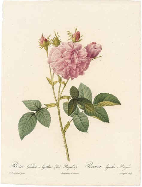 Redouté Roses Pl. 136, French Rose Hybrid | Les Roses - Antique Originals