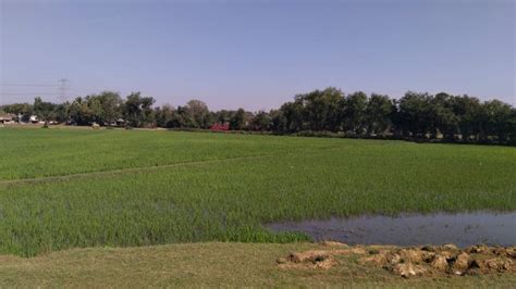 Vansol- Sayyedpura Mahi Canal damages the crops of farmers due to ...